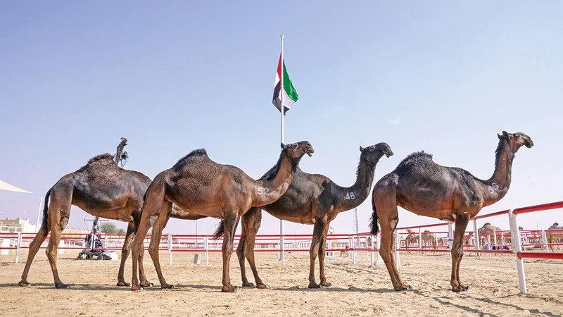 Al Dhafra Festival – Abu Dhabi