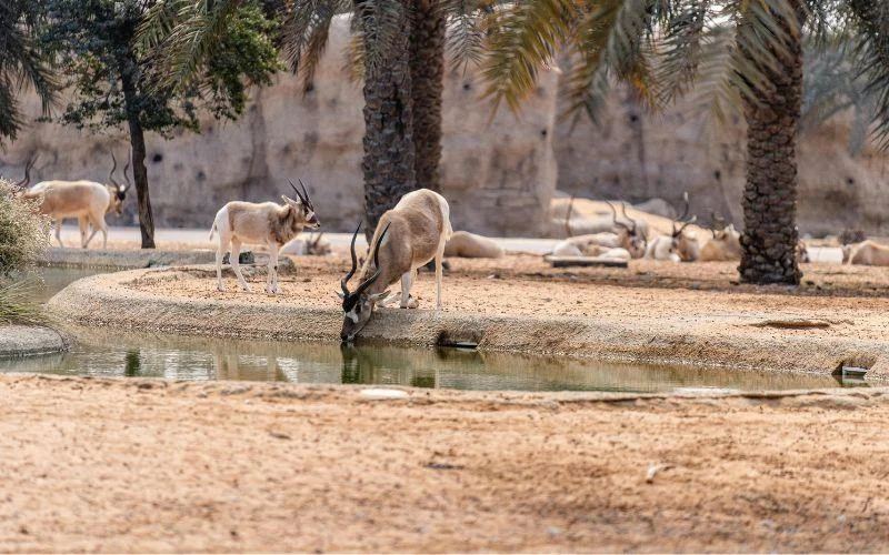 Dubai Desert Conservation Reserve
